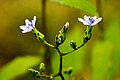 Lactuca floridana