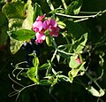 Breitblatt-Platterbse (Lathyrus latifolius)