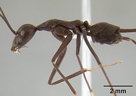 Leptomyrmex flavitarsus