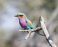 Lilac-breasted Roller