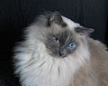 Volwassen kat met effen blauwe point-markering.