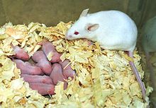 Female mouse with her litter, from the Garland selection experiment. LitterMom1480.jpg