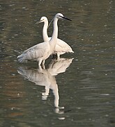 Little Egret (Egretta garzetta)- Adult breeding & Immature in Kolkata W IMG 4405.jpg