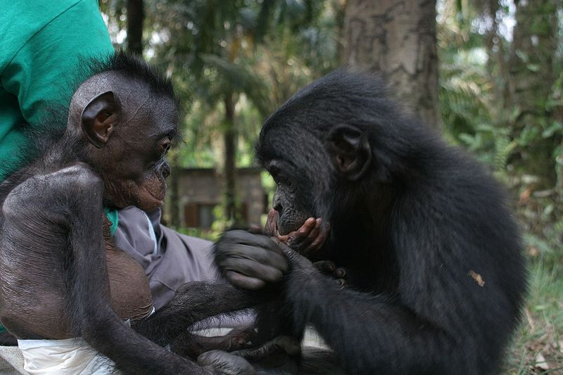 Bonobo Waisenhaus in Kinshasa (c) VanessaWoods