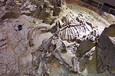 Partially excavated mammoth skeleton