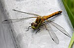 Sympetrum danae – Weibchen