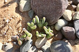 Meyerophytum meyeri