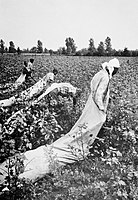Miki Sees America, Černoši sklízejí bavlnu, 1954