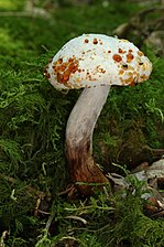 Mold growing on old specimen