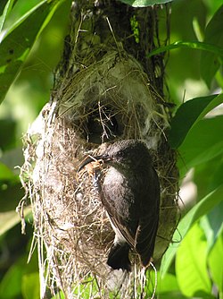 Nectarinia dussumieri feeding young.jpg