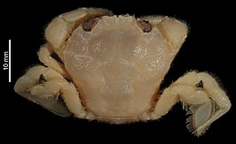 Nectocarcinus pubescens