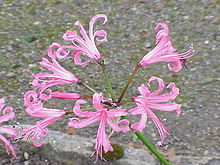 Nerine bowdenii, showing the lack of visible sepals, and the inferior ovaries. The sepals are incorporated into the corolla as tepals. Nerine bowdenii1.jpg