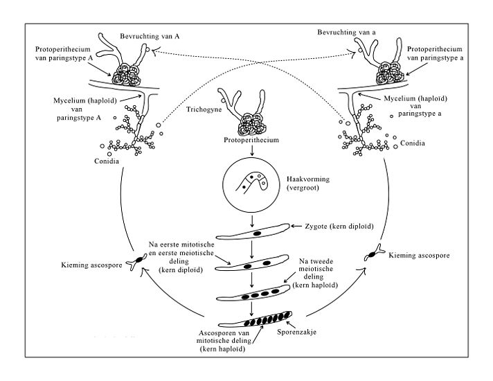 Levenscyclus van Neurospora crassa