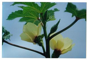 Okra flowers and flower bud