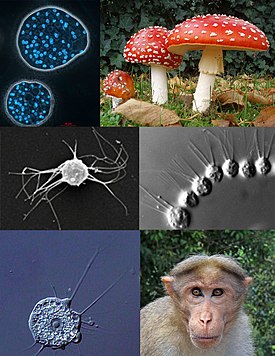 1-й ряд: Abeoforma whisleri (Mesomycetozoea), мухомор красный (грибы);
2-й ряд: Ministeria vibrans (Filasterea), Desmarella moniliformis (хоанофлагеллаты);
3-й ряд: Nuclearia thermophila (Nucleariida), индийский макак (животные)