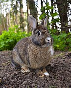 Brown and white rabbit