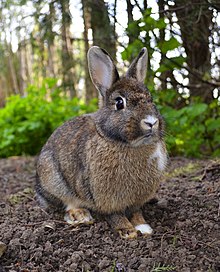 Brown rabbit in woods