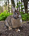Traditional Animal Nickname: Rabbits/Lapins