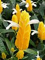 Geltonoji žvakūnė (Pachystachys lutea)
