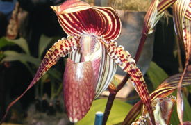 Paphiopedilum Johanna Burkhardt (Paphiopedilum rothschildianum x Paphiopedilum adductum).