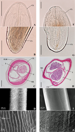 Порівняння Dirofilaria repens (зліва) і Dirofilaria immitis (вправо)