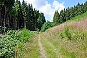 Chemin forestier.