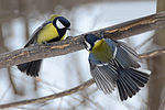 Seite 23: File:Parus_major_-_2013'03'30-15h34m02s-3426x2284.jpg Autor: Anatoly Vlasov Lizenz: CC BY-SA 3.0