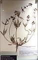 Pedicularis chamissonis - National Museum of Nature and Science, Tokyo - DSC07021.JPG