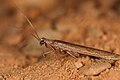 July 29: The preying mantis Perlamantis allibertii.