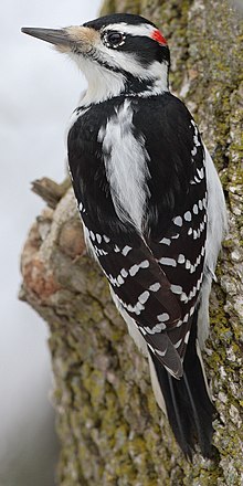 Male hairy woodpecker clinging to a tree trunk
