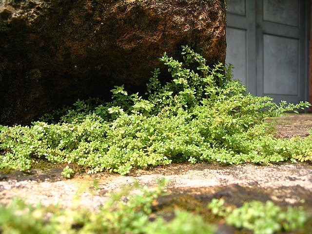 Description de l'image Pilea microphylla.jpg.