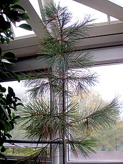 Pinus gerardiana í Franklin Park Conservatory, Columbus, Ohio