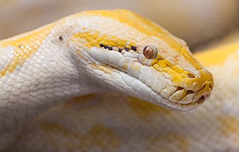 Un python molure (Python molurus) albinos au jardin botanique et zoologique de Saigon. (définition réelle 4 452 × 2 824)