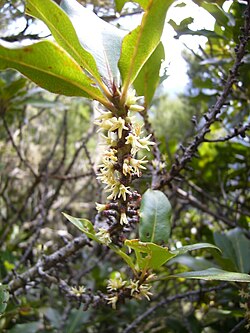 Delfiinipuu (Pleiomeris canariensis)