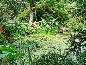 English: Pond, Trengwainton Garden.