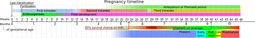 Pregnancy timeline