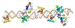 Белок PAX5 PDB 1k78.png