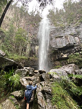 Protesters Falls in the ancient rainforest of Nightcap National Park