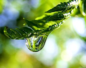 Photo of a raindrop on a fern frond.