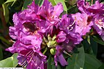 Rhododendron 'Purple Splendour'[12]