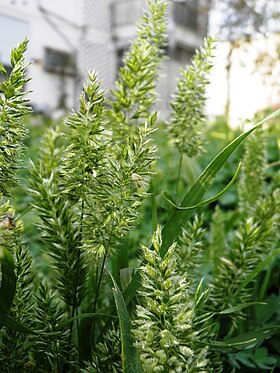 Rostraria cristata.