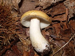 Russula ochroleuca châtaigne. 
 JPG