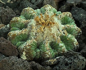 Aztekium ritteri