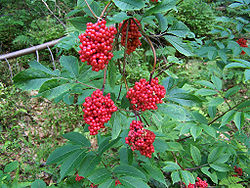 Sambucus racemosa a2.jpg