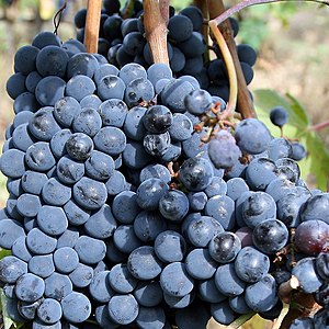 A close-up view of sangiovese grapes to be mad...