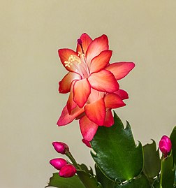 Fleur d'un cactus de Noël (Schlumbergera truncata). (définition réelle 3 234 × 3 446)