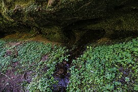 Quellaustritt nahe der Karlshöhle, Juli 2012