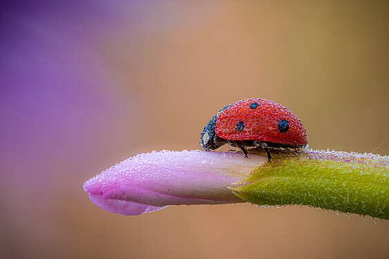 „Siebenpunkt-Marienkäfer (Coccinella septempunctata) auf Blüte im FFH-Gebiet "Viernheimer Waldheide und angrenzende Flächen"“ von Stephan Sprinz, CC BY-SA 4.0