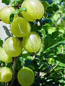 醋栗 （Ribes uva-crispa）