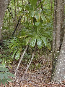 Starr-030405-0072-Cordyline fruticosa-hazabit - Лесной заповедник Макавао, Мауи (24261783289) .jpg